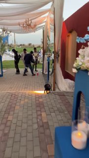 Alaa& moamed — Alaa& moamed wedding